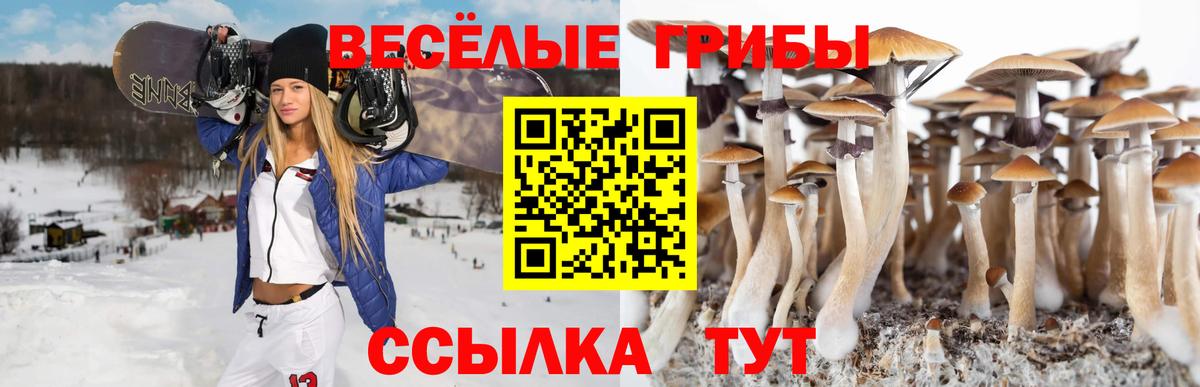 Галлюциногенные грибы Psilocybe Абакан